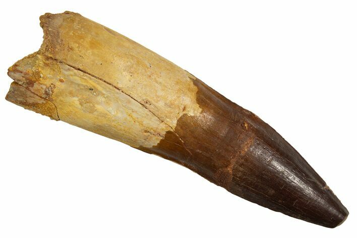 Real Spinosaurus Tooth - Unusual Pathology #328036